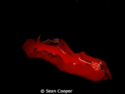 Spanish dancer by Sean Cooper 